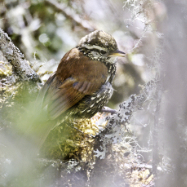 Pearled Treerunner 